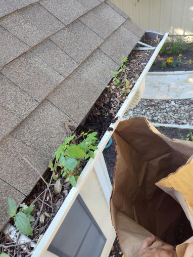 Gutter packed with leaves, before cleaning
